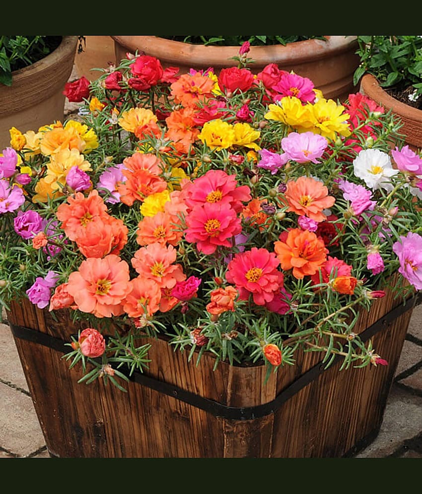 LiveNature Portulaca Mixed Flower ( 100 Seeds )