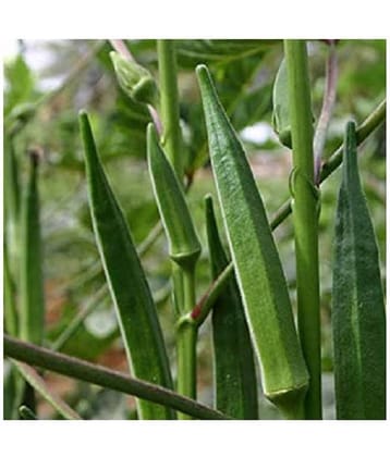 Lady Finger or Bhindi Hybrid F1 SUPREME ( 25 Seeds ) for Terrace Kitchen Balcony Gardening
