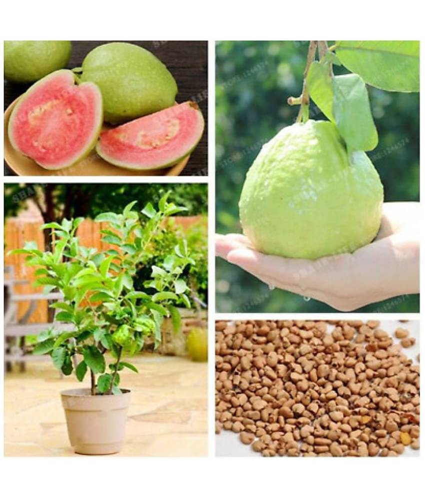 Pack of 100 Seeds - Rare Red Guava Psidium Guajava Guava Fruit Seeds for Growing + Instruction Manual