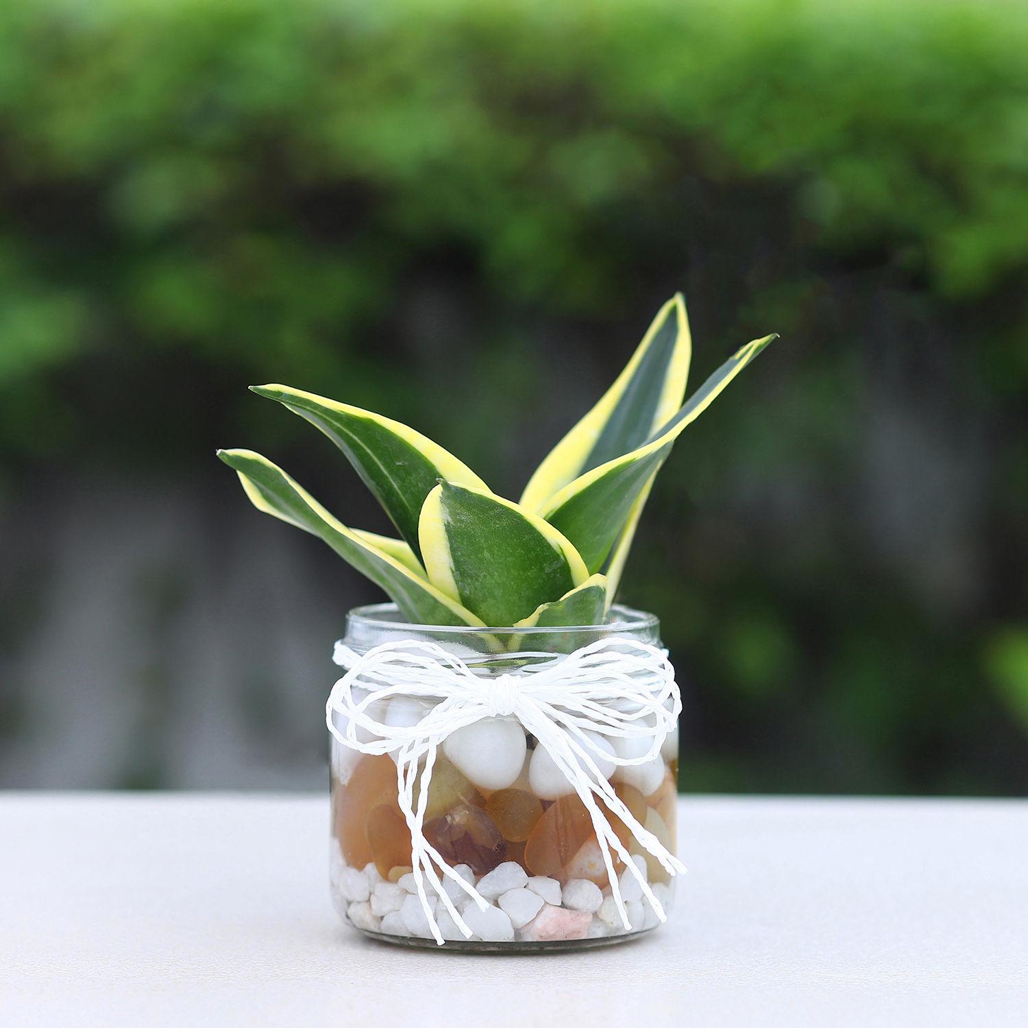Milt Sansevieria Mason Jar Terrarium