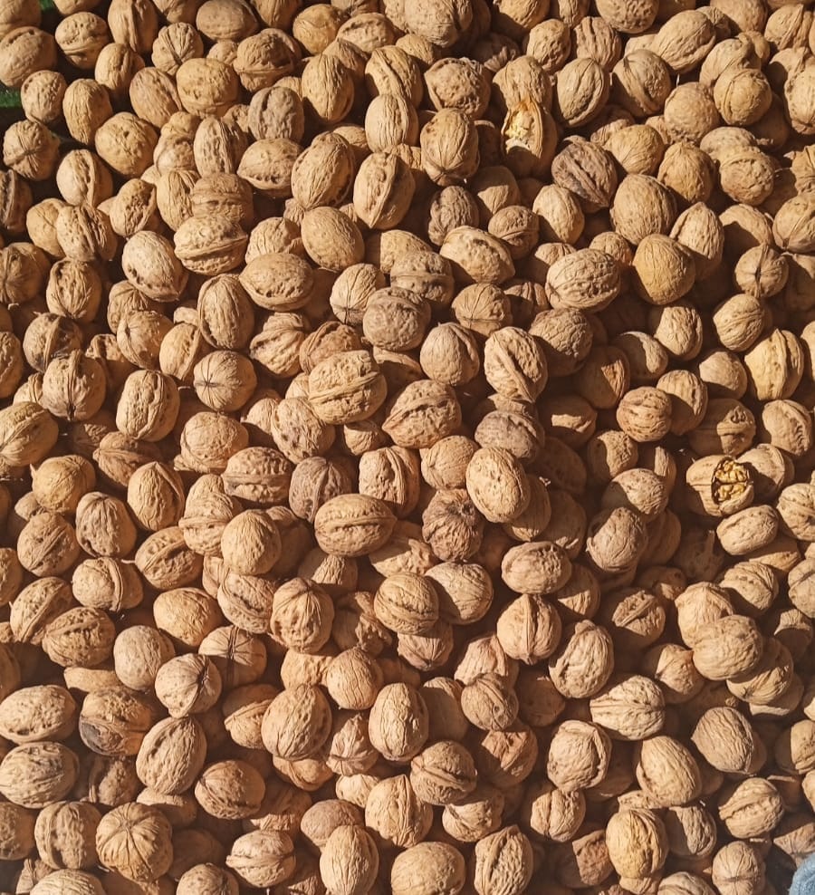 Kashmari Walnut Super 500 G