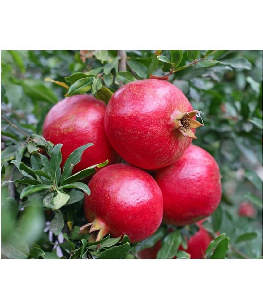 SHOP 360 GARDEN Pomegranate (Punica granatum), Anar, Annar, Madhulai Fruit Seeds For Growing - Pack of 30 Seeds