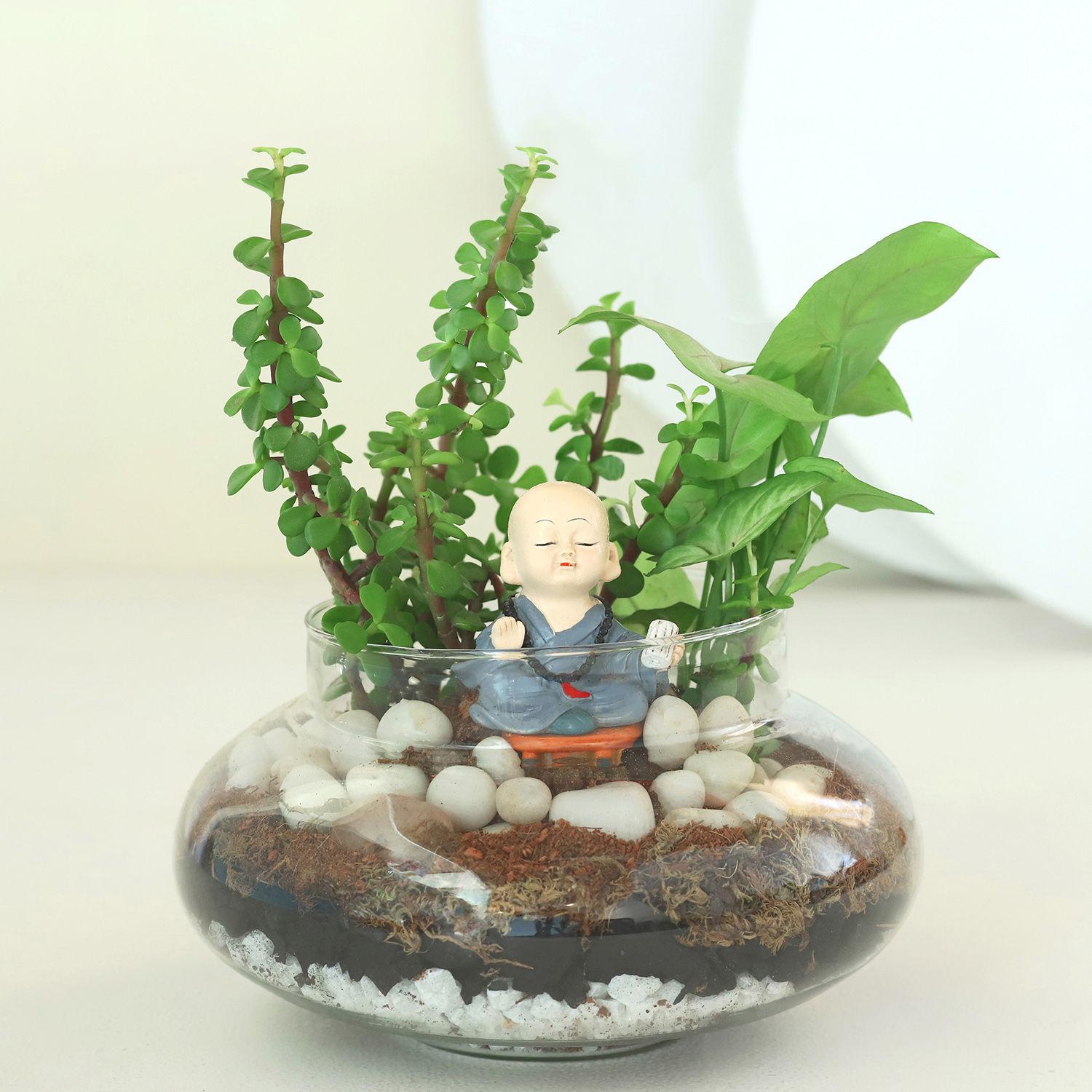 Syngonium and Jade Plant Potpouri Bowl Terrariums