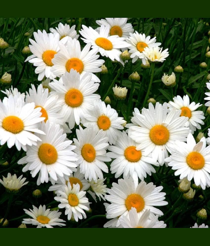Jignisha Seeds Daisy Flower ( 30 Seeds )
