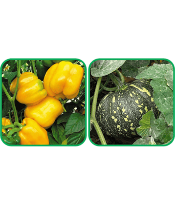 Aero Seeds Pumpkin ( 30 Seeds) And Capsicum Yellow ( 30 Seeds) Vegetable Seeds Pack