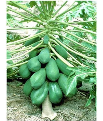 Paudha PAPAYA Pure Seed ( Pack of 50 ) *Read Description