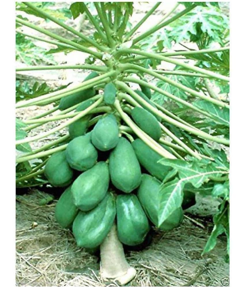 Paudha PAPAYA Pure Seed ( Pack of 50 ) *Read Description