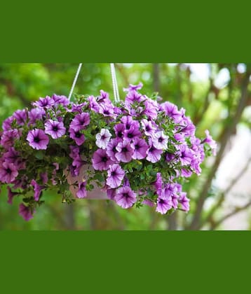 CLASSIC GREEN EARTH - Petunia Flower ( 100 Seeds )
