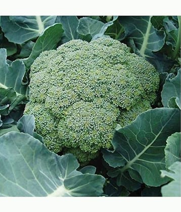 homeagro - Broccoli Vegetable ( 50 Seeds )