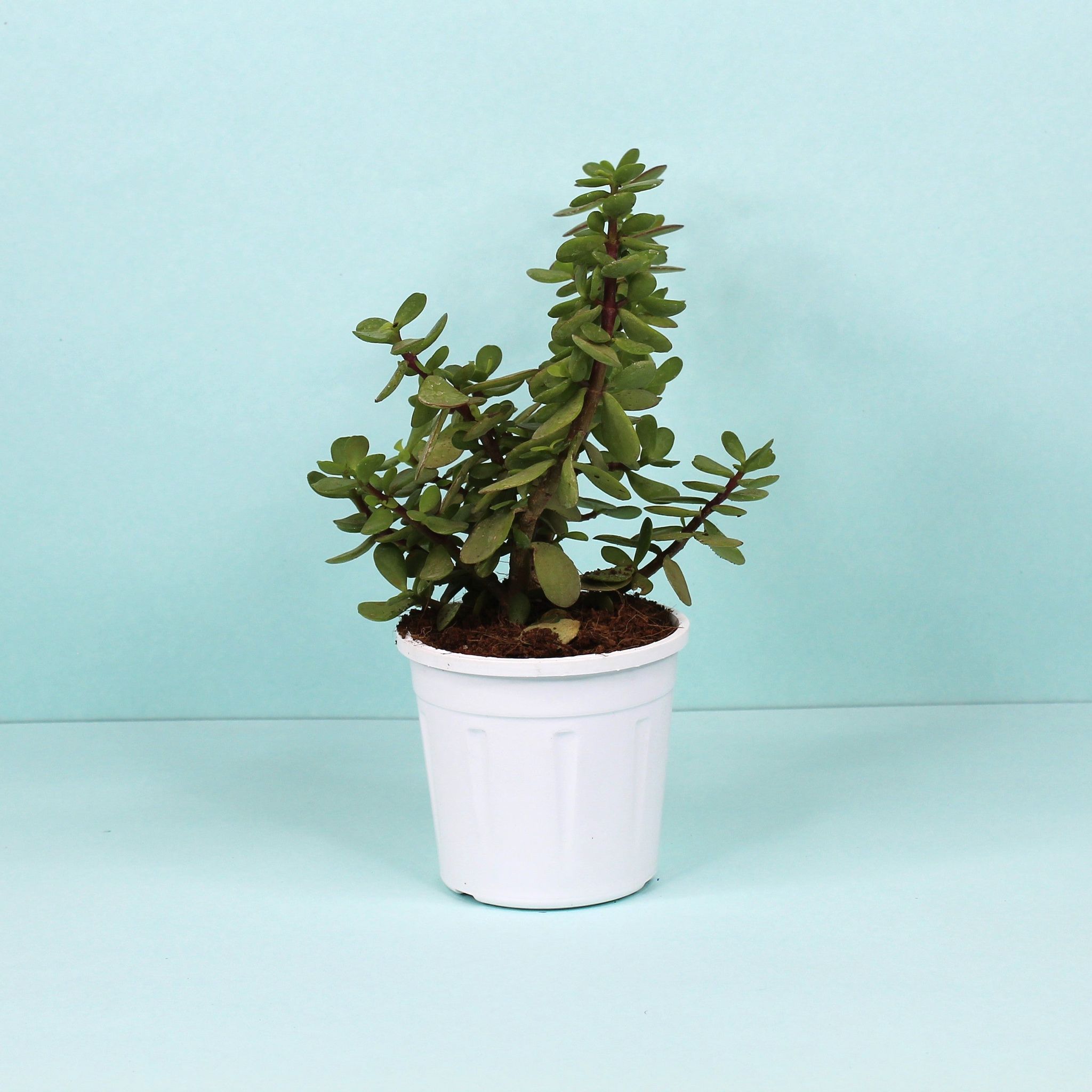 Jade Plant-Grow Pot / White