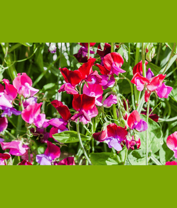 CLASSIC GREEN EARTH - Magnif Flower ( 12 Seeds )