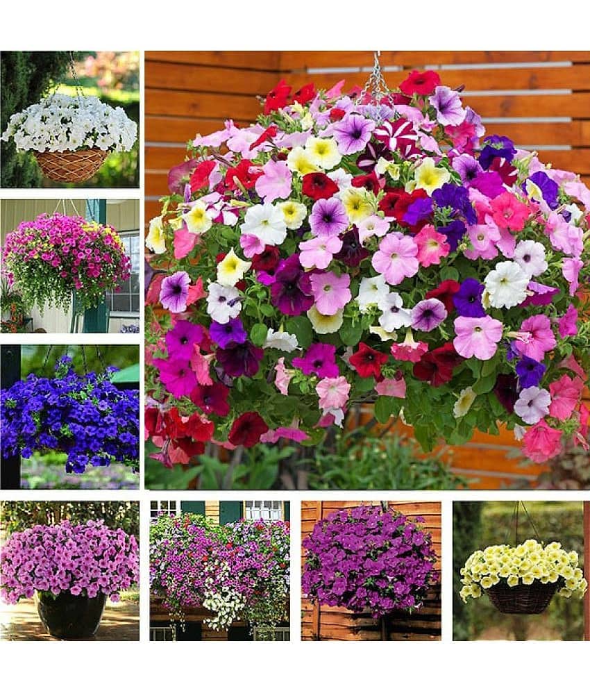 homeagro - Petunia Mixed Flower ( 50 Seeds )