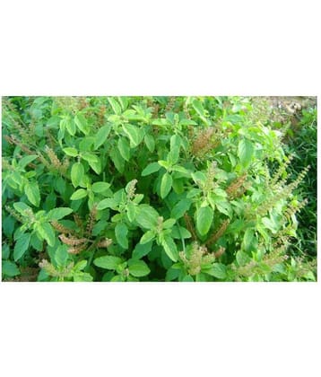 Matrix Real Ram-Tulsi Indian Basil Seed