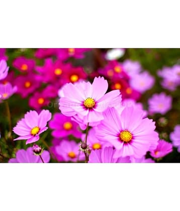 homeagro - Cosmos Mixed Flower ( 20 Seeds )