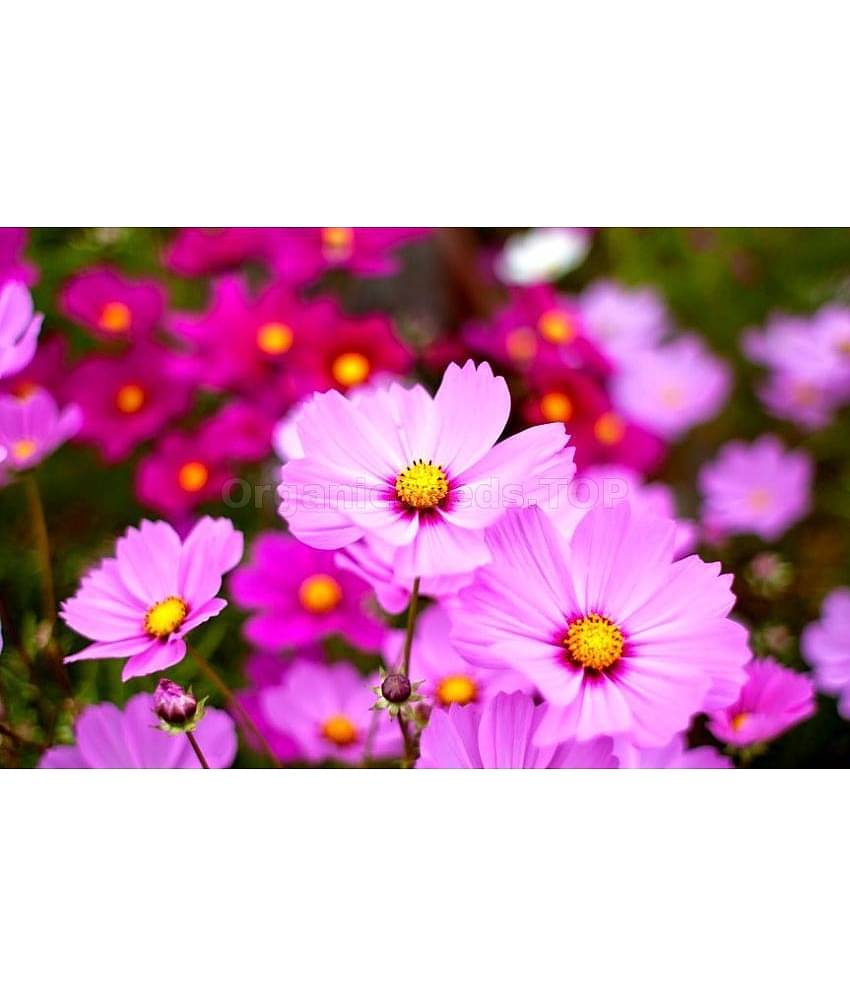 homeagro - Cosmos Mixed Flower ( 20 Seeds )