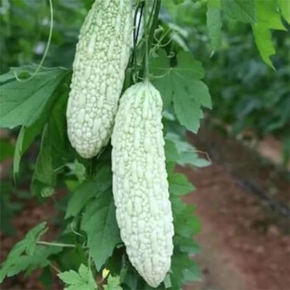 Bittergourd Seed Pack Of  15
