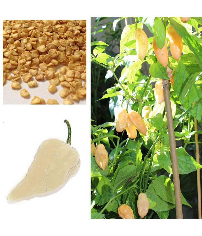 Hot Chilli Pepper * White Bhut Jolokia * Ghost Chilli Seeds 20 seeds