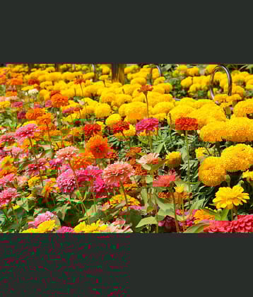 homeagro - Zinnia Mixed Flower ( 20 Seeds )