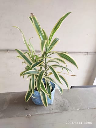 SNEHA HYDROPONICS Song Of India Plant 1'5Ft