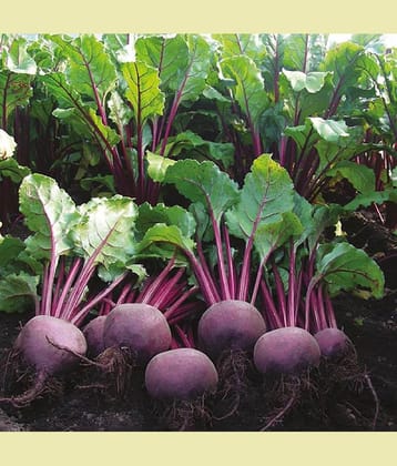 Jignisha Seeds Beetroot Vegetable ( 50 Seeds )