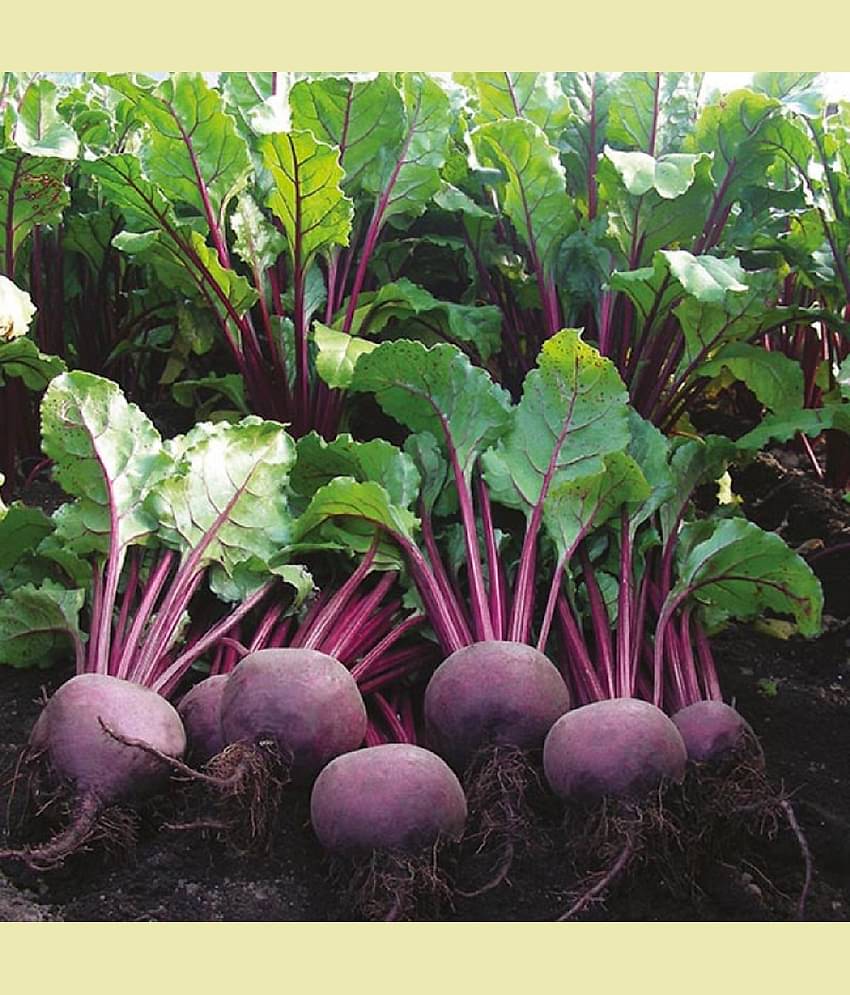 Jignisha Seeds Beetroot Vegetable ( 50 Seeds )
