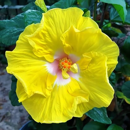 American Hibiscus Plant For Gardening
