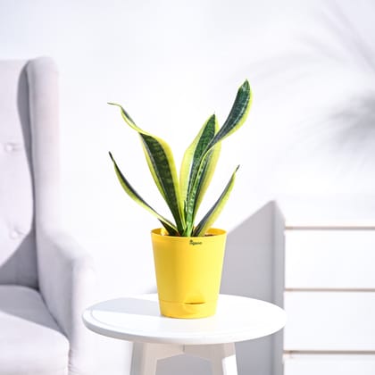 Snake Plant - Futura Superba-Ivory / GroPot