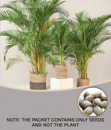 Seeds Combo - Areca Palm Plant (5 Seeds) and Balsam flower (20 seeds)