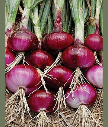 Onioin red 500 seeds high germination seeds with instruction manual