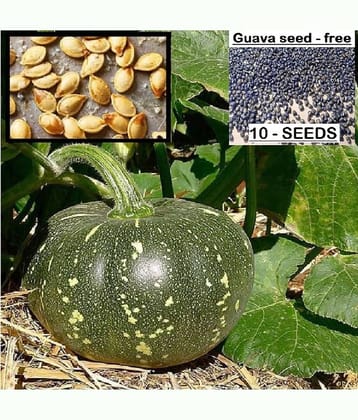 homeagro- Ash Gourd Vegetable Seeds (Pack of 15)