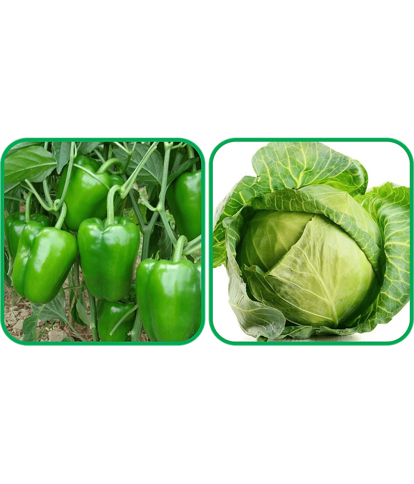 Aero Seeds Cabbage ( 50 Seeds) And Capsicum ( 30 Seeds) Vegetable Seeds Pack