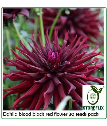 DAHLIA BLOOD RED FLOWER 30 SEEDS PACK WITH FREE SOIL AND USER MANUAL FOR HOME GRADENIG USE