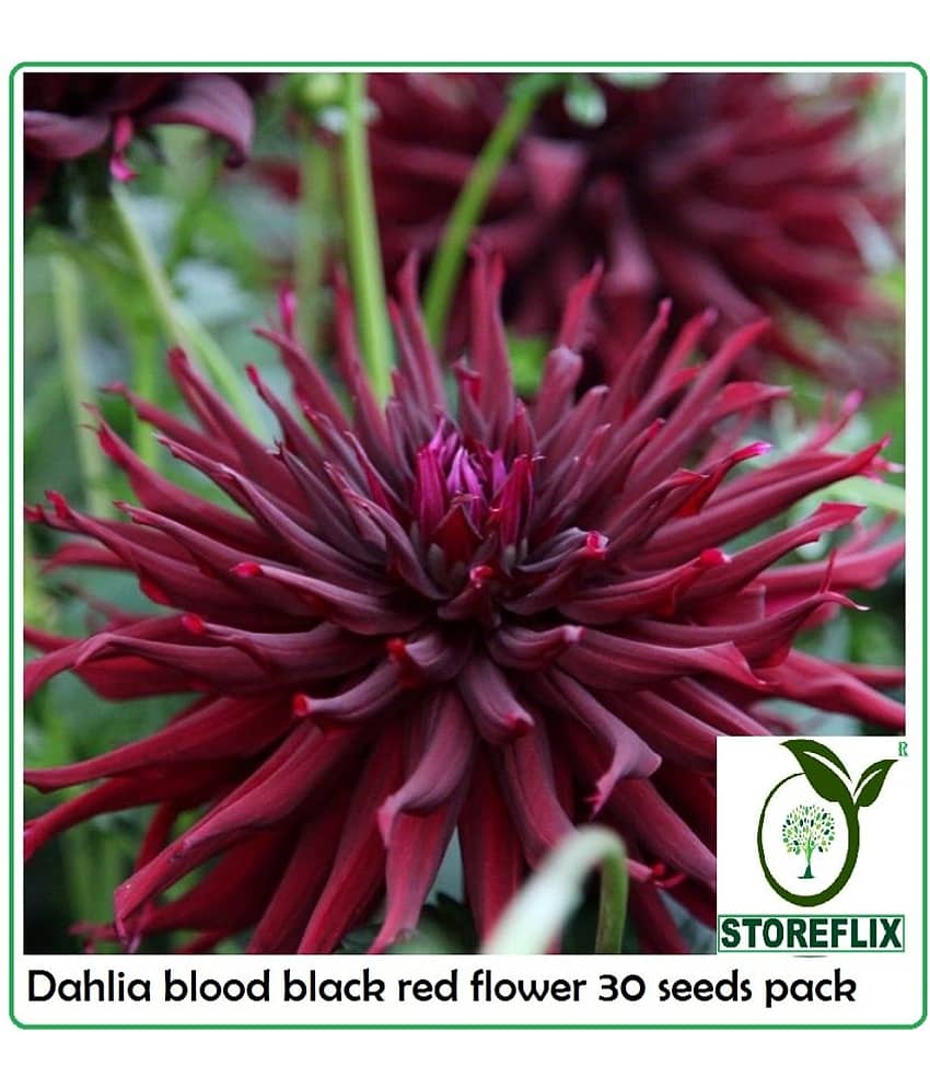 DAHLIA BLOOD RED FLOWER 30 SEEDS PACK WITH FREE SOIL AND USER MANUAL FOR HOME GRADENIG USE