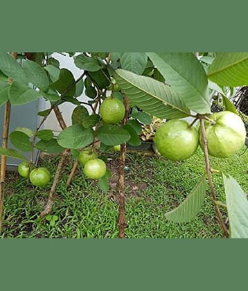 Red guava plan seeds with cocopeat 100 seeds