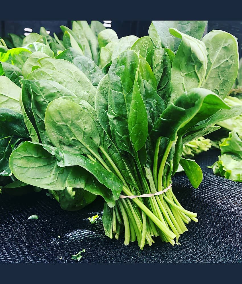 Jignisha Seeds Palak Vegetable ( 200 Seeds )
