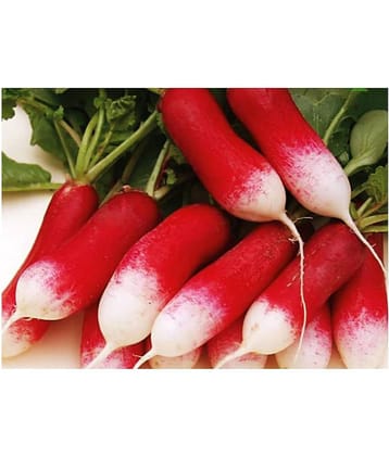 Radish Red Loong Variety Seeds (50 Seeds)