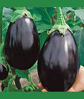 Jignisha Seeds Black Brinjal Vegetable ( 50 Seeds )