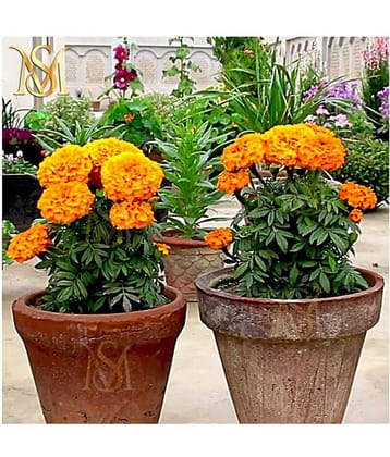 MS. Marigold Seeds MIX 30 seeds