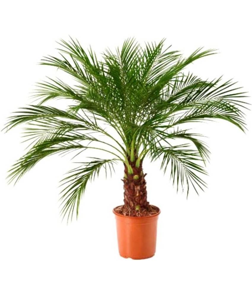 Phoenix Canariensis Palm Ornamental Tree Seeds ( 5 Seeds)