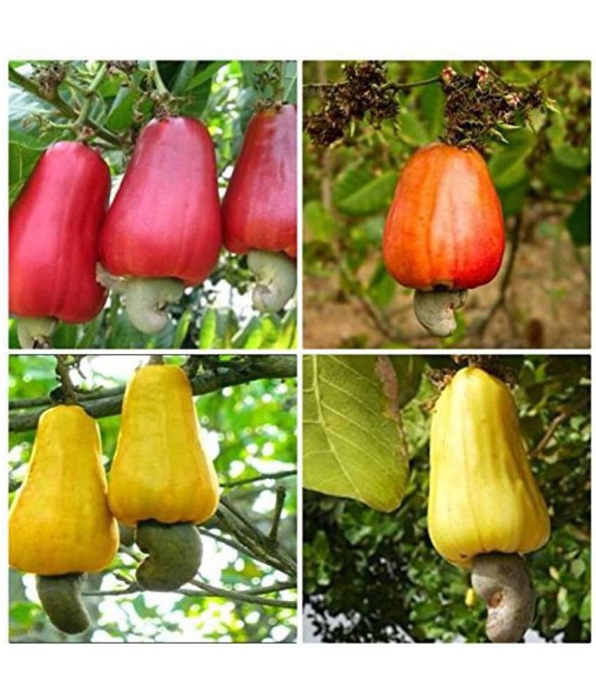 Cashew Nut Seeds - Home Garden Pack