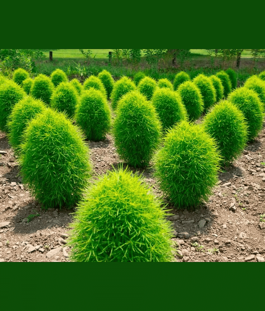 LiveNature Kochia Flower ( 100 Seeds )