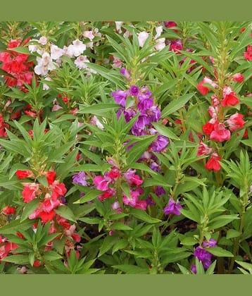 homeagro - Balsam Mixed Flower ( 20 Seeds )