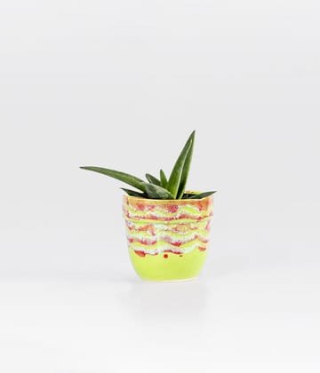 Aloevera In Red & Green Glazed Planter