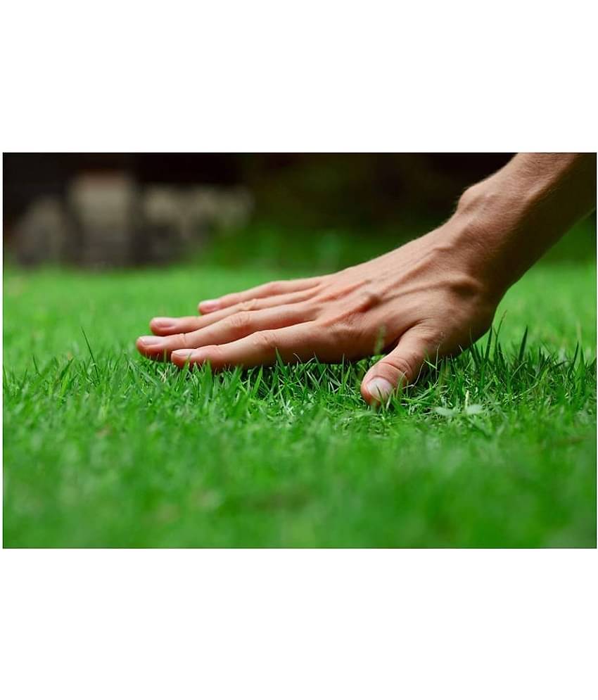 Italian RyeGrass F1 Hybrid Pack Of 500