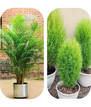 DECORPLIX Areca palm Plant 2 Varieties ( 100 Seeds )