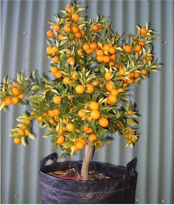 Indoor Dwarf citrus kumquat Orange Fruit Seed for Growing 10 Seeds/Bag