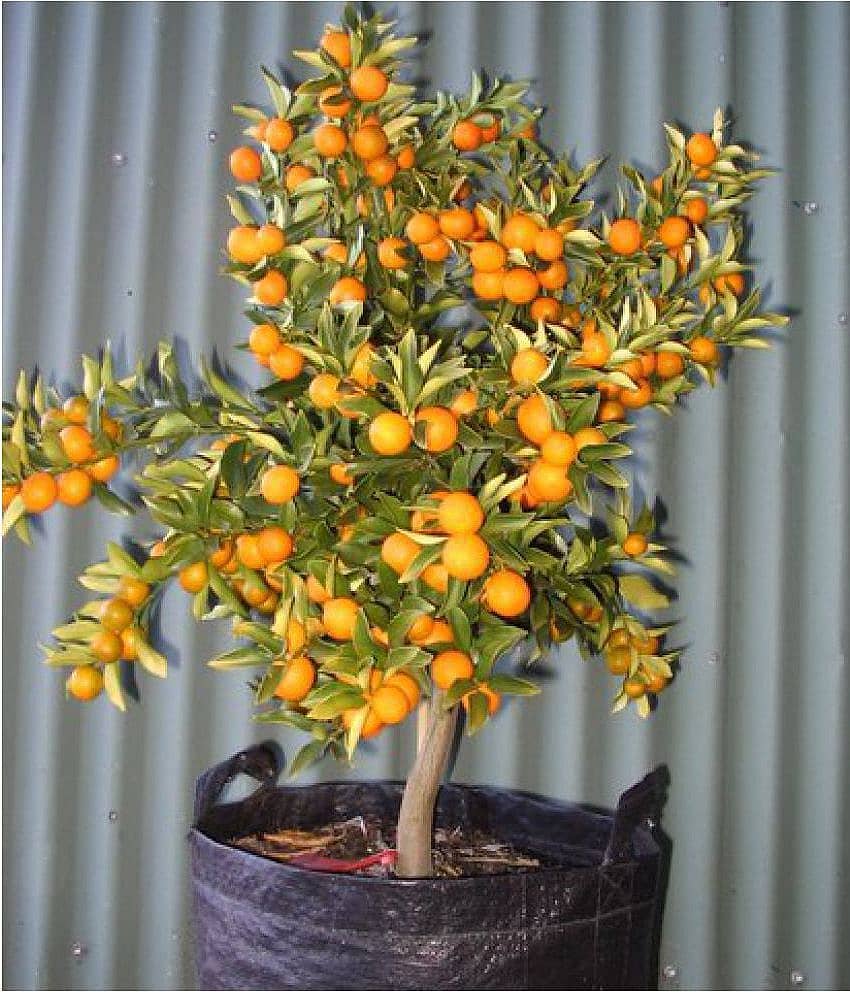 Indoor Dwarf citrus kumquat Orange Fruit Seed for Growing 10 Seeds/Bag