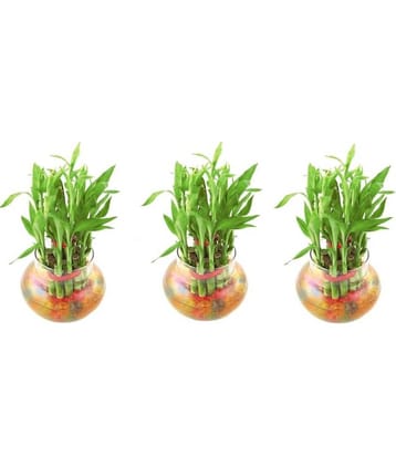 Green plant indoor - Green Wild Artificial Flowers With Pot ( Pack of 3 )