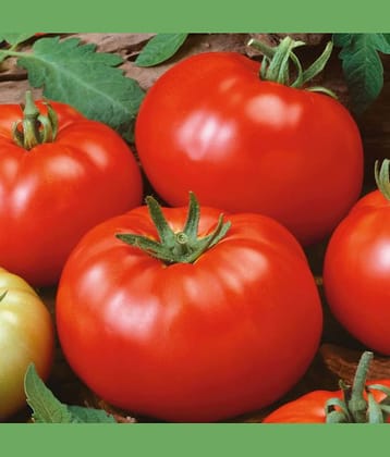 Red Tomato (Tamatar ke beej) Vegetable Seeds Pack Of 250 | Organic | for Planting in Home Kitchen Terrace Balcony Gardening
