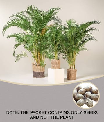 Areca Palm Seeds ( 5 seeds ) - Indoor & Outdoor Plant- Best Household Plant,Garden & Ornamental Plant Seeds